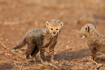 Baby cheetah's in the wild