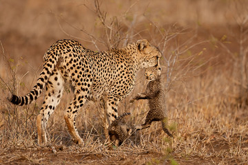 Cheetah mother with baby in mouth