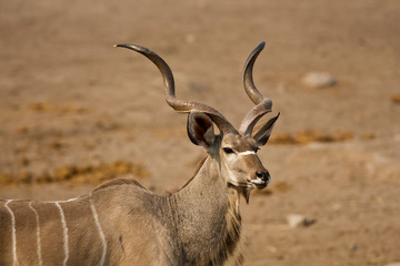 Kudu bull in the wild (Tragelaphus strepsiceros)
