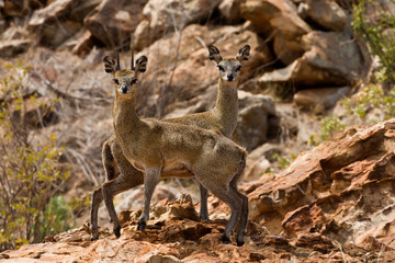 Klipspringer on the rocks (Oreotragus oreotragus)