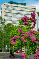 Beautiful lilac purple flowers blooming in the city
