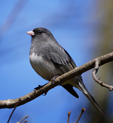 Close up of a junco bird perched on a branch on a blue sky background