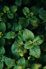 Green Mint Plant Grow Background.