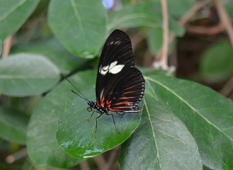 Obraz na płótnie Canvas papillon dans une serre tropicale du zoo de rotterdam