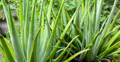 Obraz premium Aloe vera planted in a fresh green garden is an ingredient in skin care cosmetics, useful to the body.