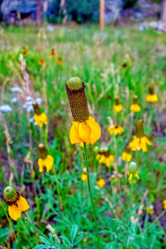 Closeup shot of beautiful Ratibida columnifera flowers under a blurred background