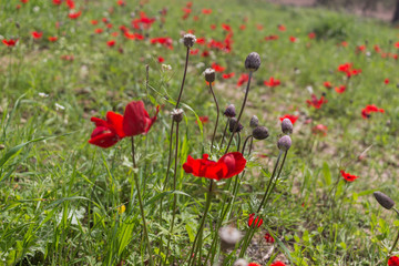 Field of Anemones.