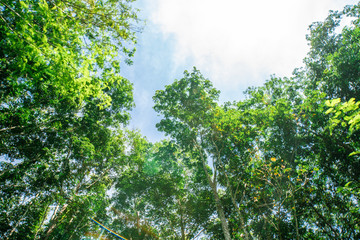 Para rubber green tree forest sunshine day