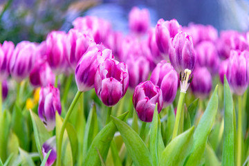 Purple Tulip Flower in the garden. Beautiful bouquet of tulips. colorful tulips. tulips in spring at Nature background