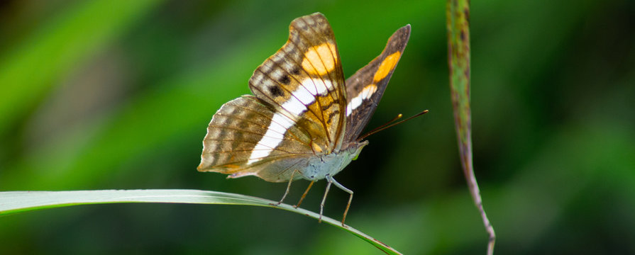 Macro closeup shot of an Adelpha Californica butterfly perched on a leaf