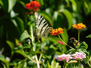 A scarce swallowtail, or Iphiclides podalirius butterfly, on lantana camara flowers