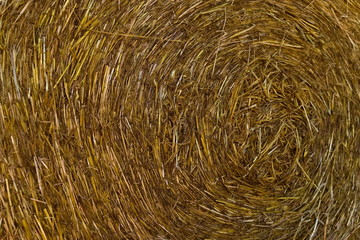 Close up of hay straws in the autumn.