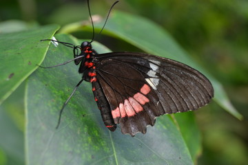 Obraz na płótnie Canvas vue zoomer sur un papillon 