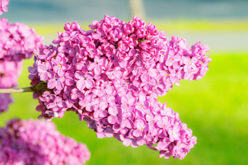 Beautiful lilac purple flowers blooming in the garden