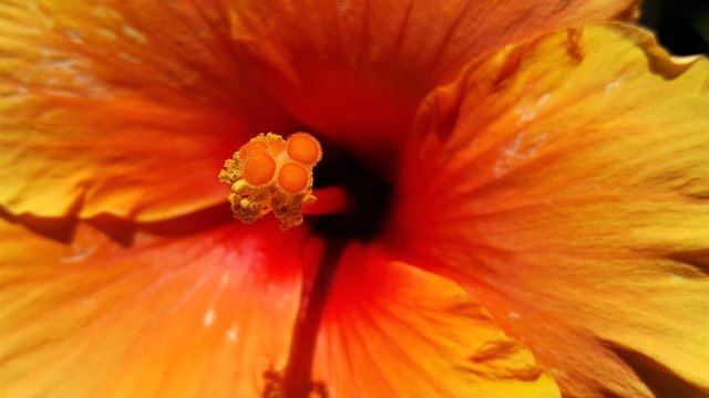 Particolare di fiore di ibiscus