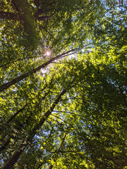 Bottom view of tall old trees in bavaria