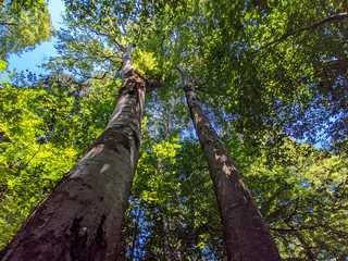 Bottom view of tall old trees in bavaria
