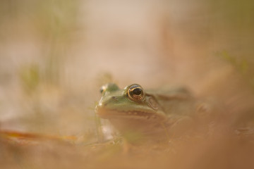 grenouille 
