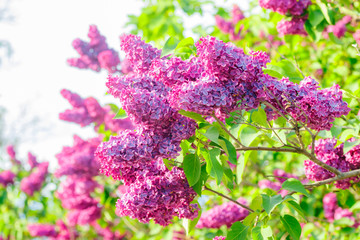 Beautiful lilac purple flowers blooming in the garden