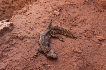 lizard on the stone
