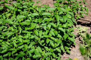 Fresh green peppermint or mentha × piperita, also known as Mentha balsamea leaves in direct sunlight, in an organic herbs garden, in a sunny summer day.