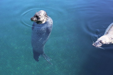 立ち泳ぎするアザラシ © Renomimi