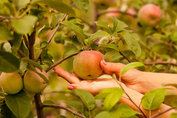 Woman picking ripe apples. Apple harvest. Autumn concept.