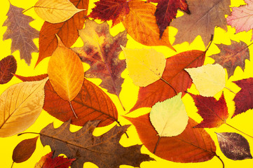Naklejka na ściany i meble Multicolored maple and oak leaves