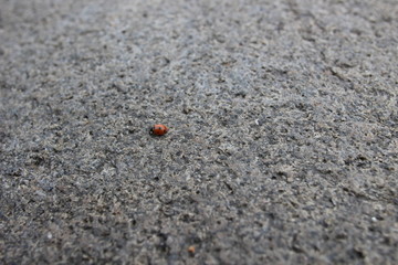 ladybug on a stone