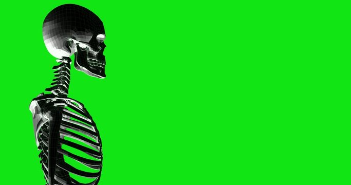 Skeleton 3d model in green screen