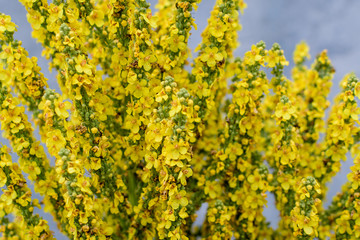 Obraz premium Vivid yellow flowers of Verbascum densiflorum plant, commonly known as dense flowered mullein, in a sunny summer garden, beautiful outdoor floral background photographed with soft focus.