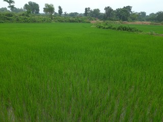 Paddy field  the rain season in India. Beautiful landscape and green rice field in the countryside. Young rice growing in the paddy field. Close up of growing rice plant. Paddy farm in Jharkhand India