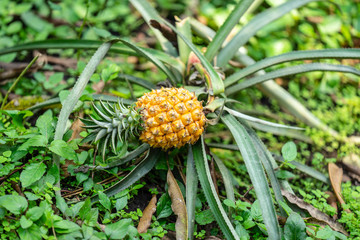 Beautiful wild fruit pineapple growing in the jungle
