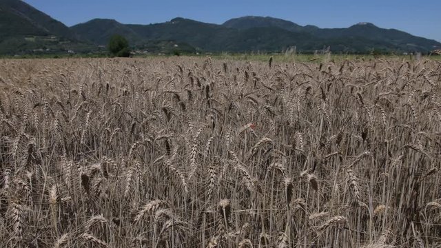 Ears of wheat golden in the sun gently caressed by the wind background Euganean Hills