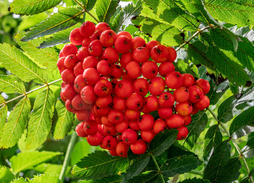 Vogelbeere, (Sorbus aucuparia)