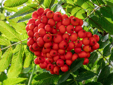 Vogelbeere, (Sorbus aucuparia)