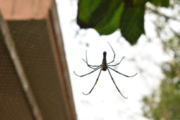 big spider