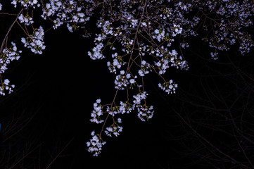 The beautiful night view of cherry blossom.