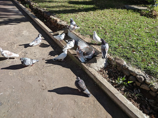 Flock of stock doves eating food at daytime