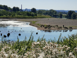 bathing cows and horses - GR5 before Maastricht