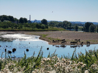 bathing cows and horses - GR5 before Maastricht