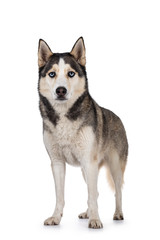 Beautiful young adult Husky dog, standing facing front. Looking towards camera with light blue eyes. Mouth closed. Isolated on white background.