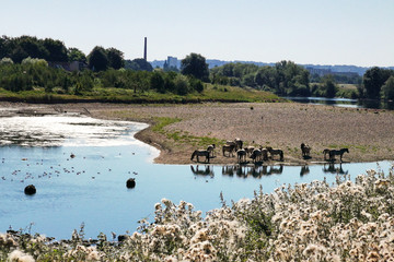 bathing cows and horses - GR5 before Maastricht