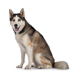 Beautiful young adult Husky dog, sitting side ways. Looking towards camera with light blue eyes. Mouth open. Isolated on white background.
