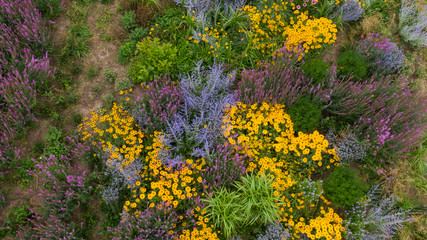 Purple lavender, yellow and blue daisies and other colorful flowers