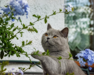 Grey British Shorthair cat playing with the twigs of a plumbago plant