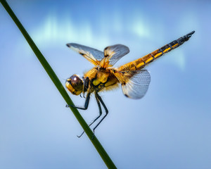 Golden dragonfly clinging to a blade of grass in front of blue sky background