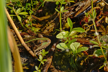 Camouflaged frog hiding in the duckweed in a pool - Anura 