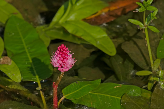 Water knotweed with pink flower - Persicaria amphibia.