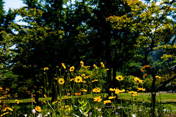Obraz premium The beautiful wild flower in the garden.